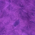 D831-purple