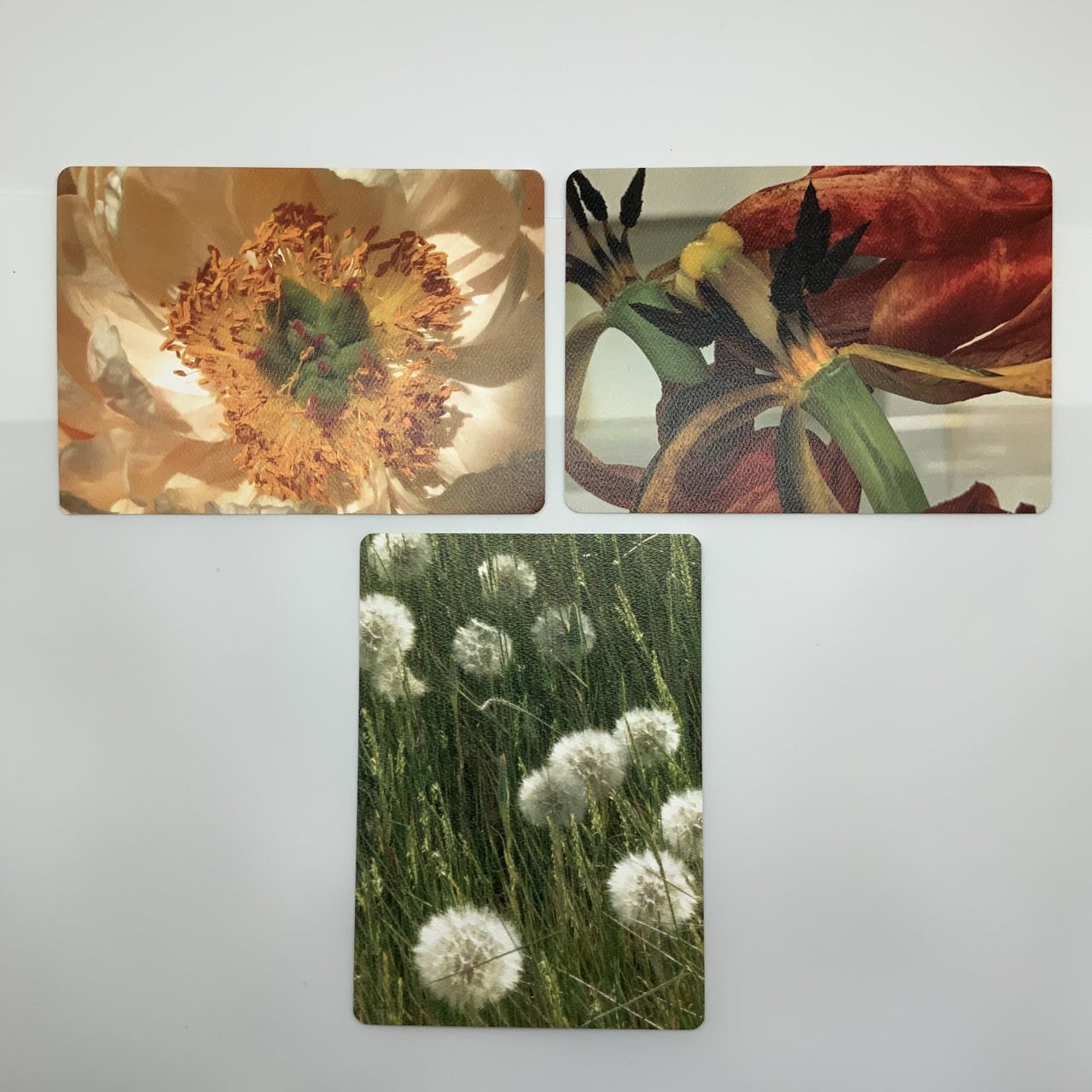 Artistic Floral Postcard Collection 1