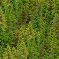 nature-cd3831 forest