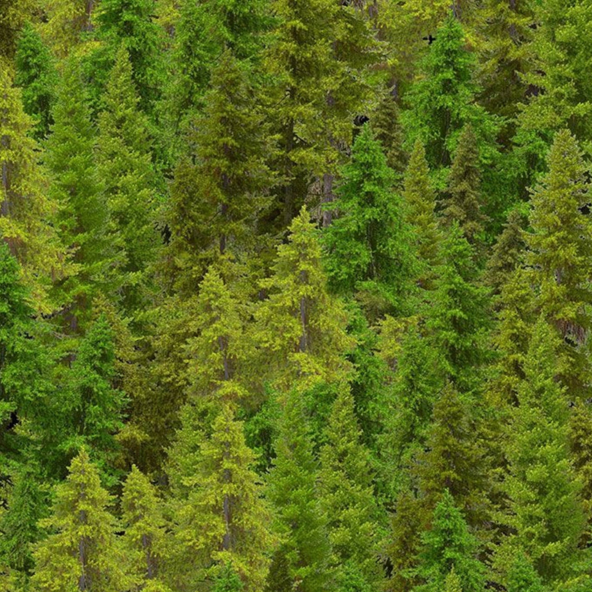 nature-cd3831 forest