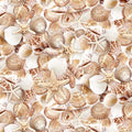 Beach-cd3973 shell