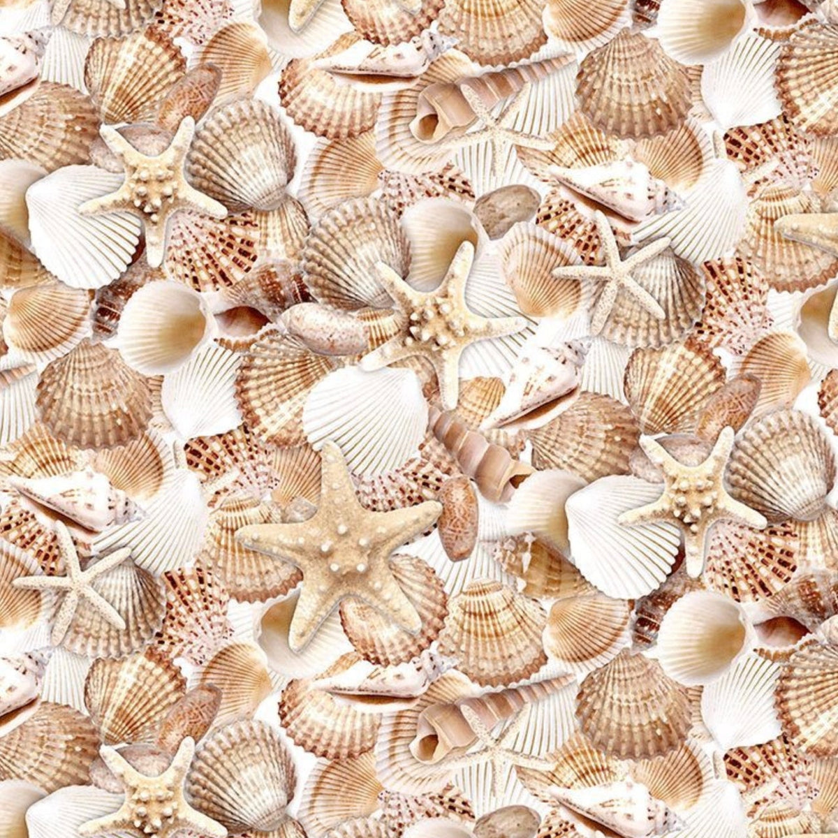 Beach-cd3973 shell
