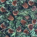 C6736-pine
